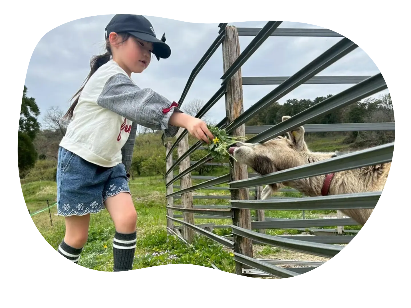 動物に草をあげる子どもの様子